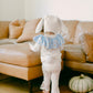Circus Bunny Costume