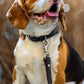 Leather Dog Leash