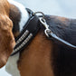 Leather Collar with Designer Studs