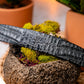 Riccardo Belt Gray