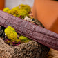 Riccardo Belt Wine