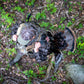 Ridge: Mossy Oak Original Bottomland
